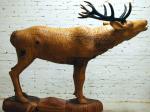 Punahirv / Red deer 64