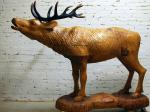 Punahirv / Red deer 76